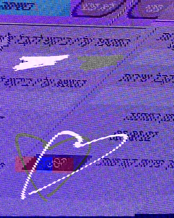 tuliprivet tuliprivet archive image