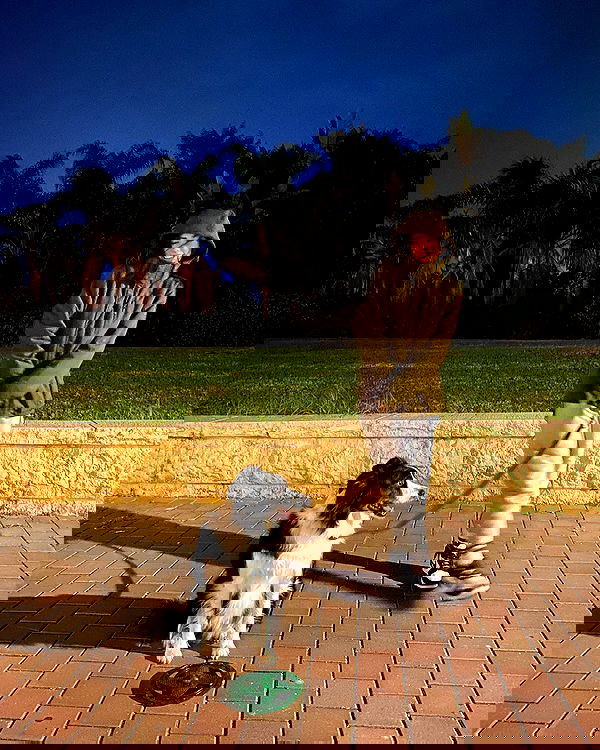 tuliprivet tuliprivet archive image