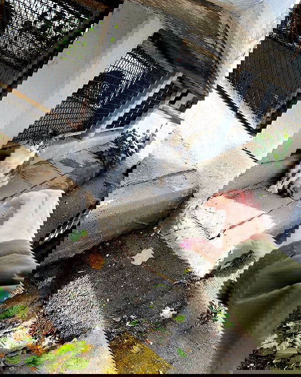 tuliprivet tuliprivet archive image