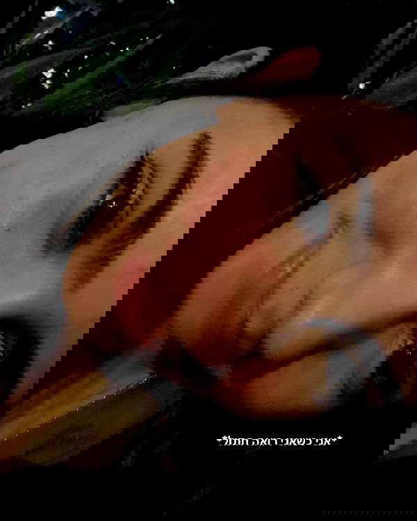 tuliprivet tuliprivet archive image