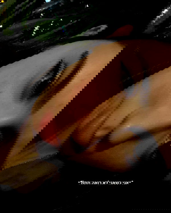 tuliprivet tuliprivet archive image