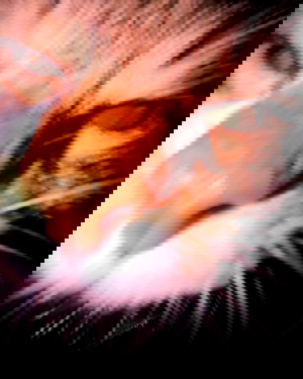 tuliprivet tuliprivet archive image