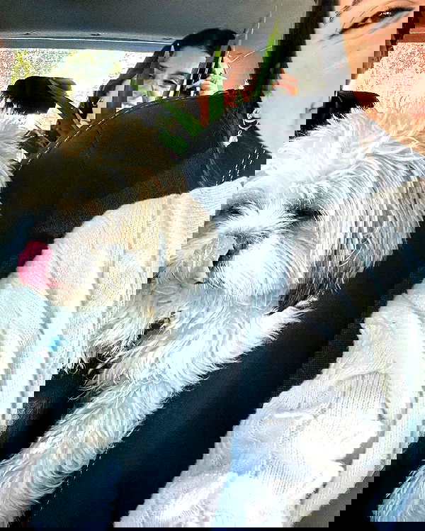 tuliprivet tuliprivet archive image