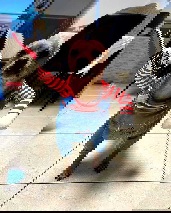 tuliprivet tuliprivet archive image