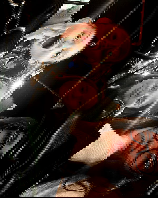 tuliprivet tuliprivet archive image