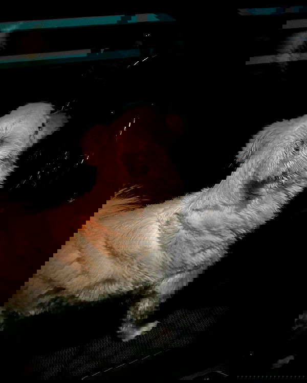 tuliprivet tuliprivet archive image