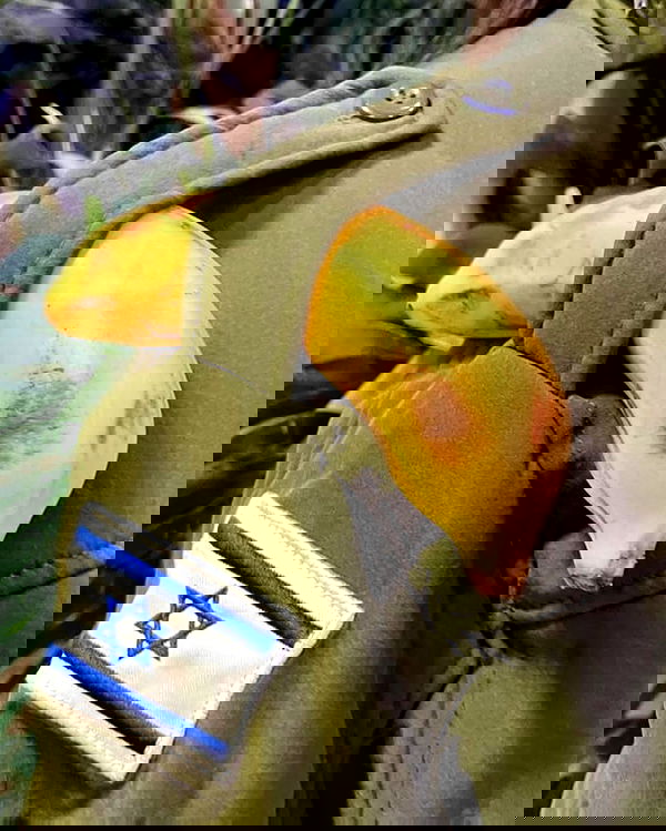 tuliprivet tuliprivet archive image