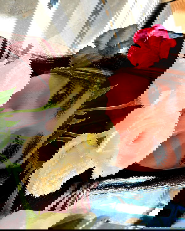 tuliprivet tuliprivet archive image