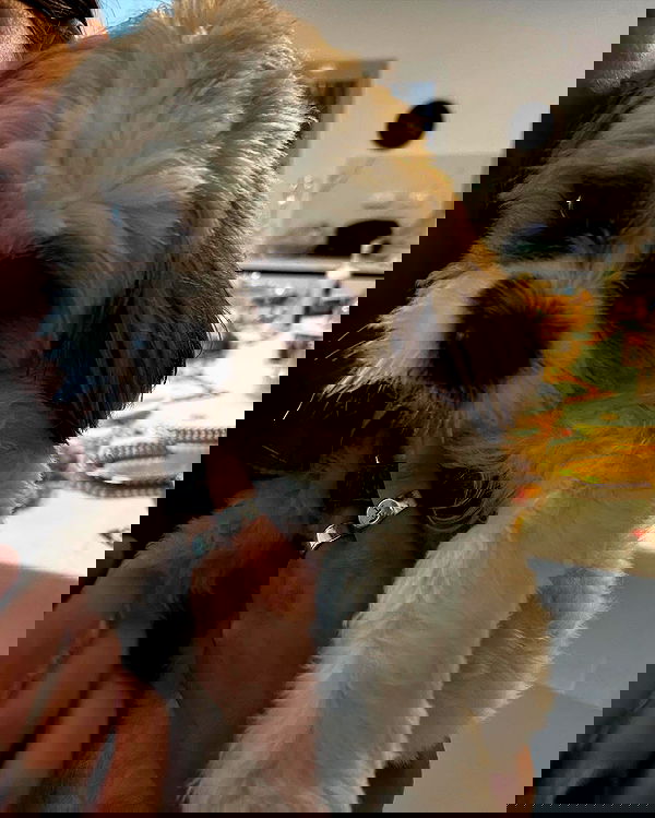 tuliprivet tuliprivet archive image