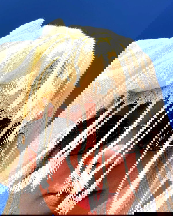 tuliprivet tuliprivet archive image