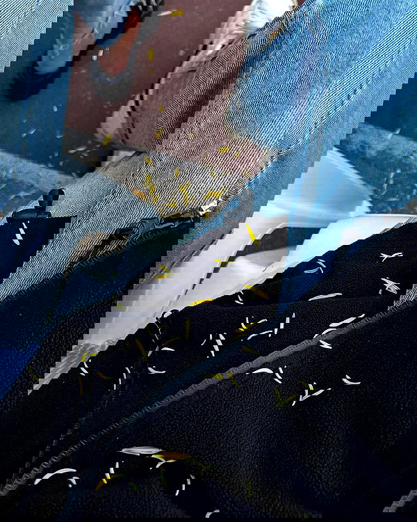 tuliprivet tuliprivet archive image