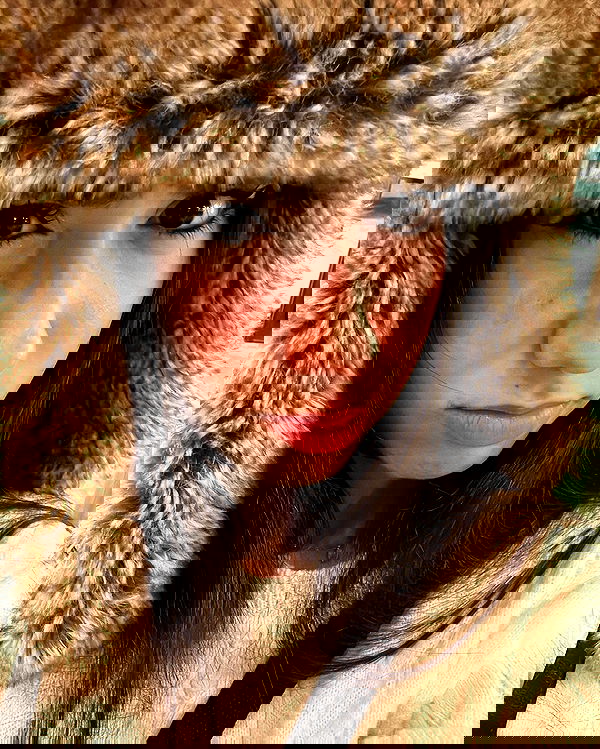 tuliprivet tuliprivet archive image