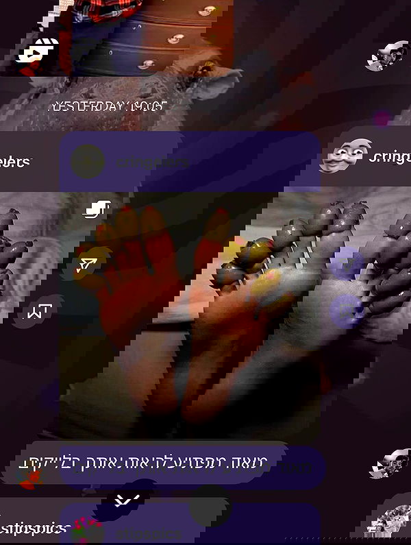 tuliprivet tuliprivet archive image