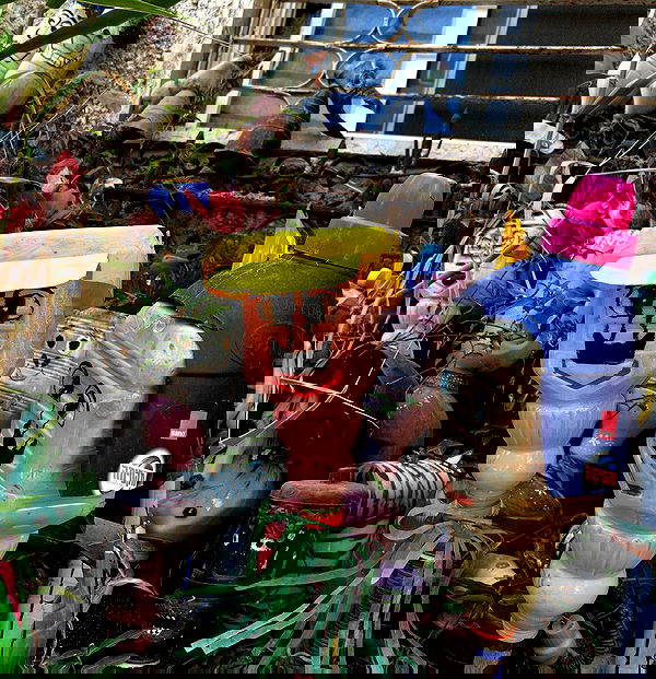 tuliprivet tuliprivet archive image