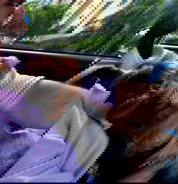 tuliprivet tuliprivet archive image