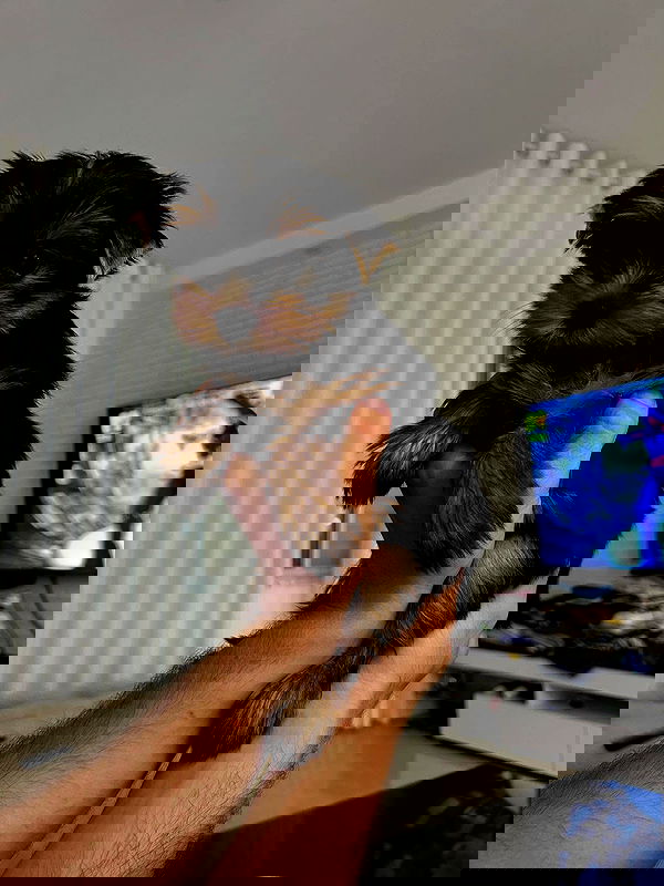 tuliprivet tuliprivet archive image