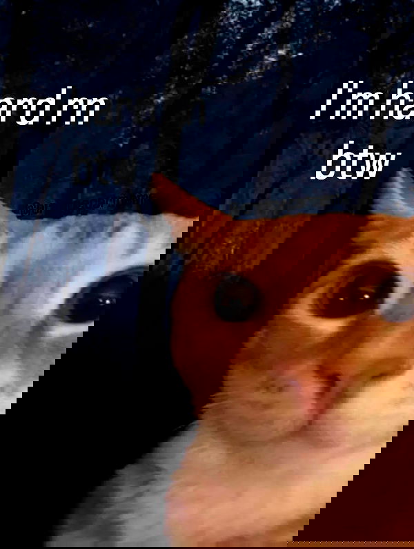 tuliprivet tuliprivet archive image