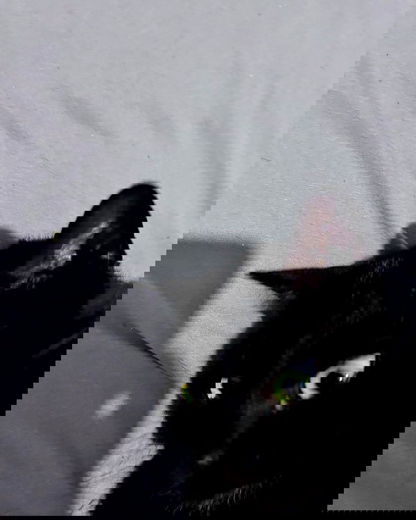 tutiiiiii666 tutiiiiii666 archive image