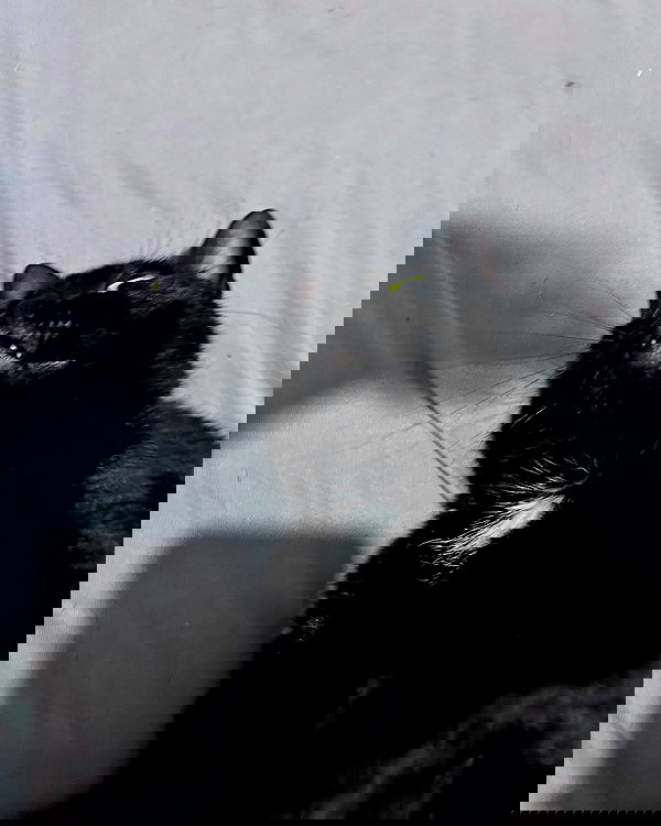 tutiiiiii666 tutiiiiii666 archive image