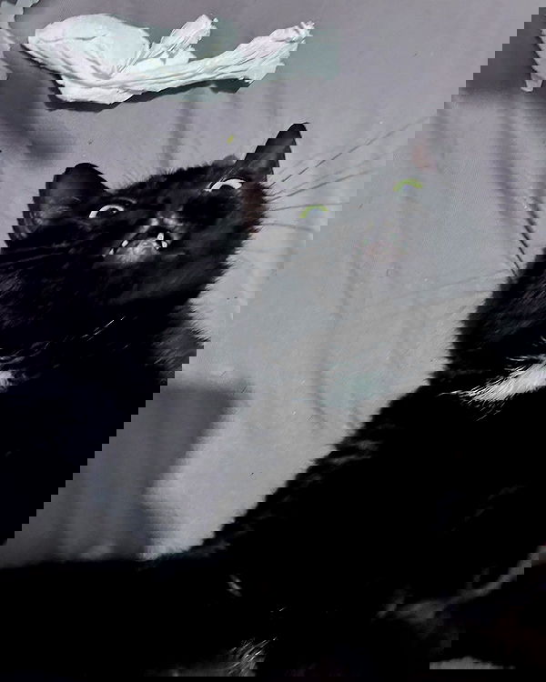 tutiiiiii666 tutiiiiii666 archive image