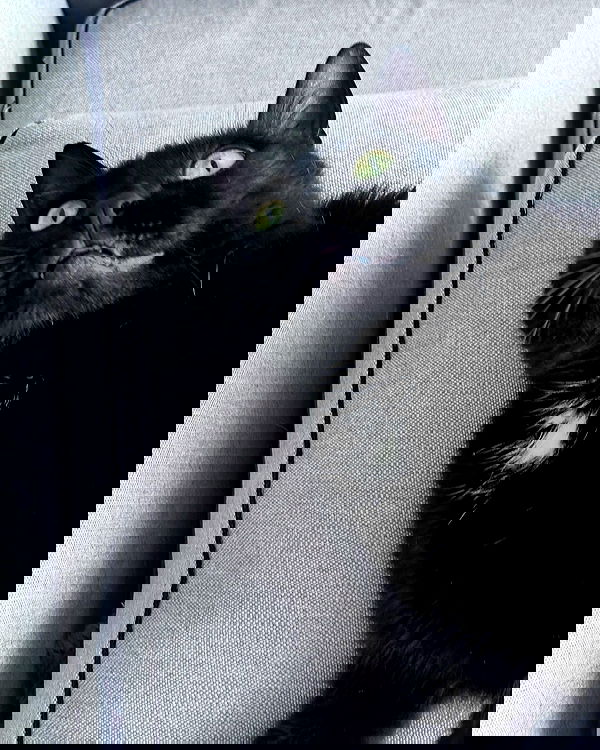 tutiiiiii666 tutiiiiii666 archive image