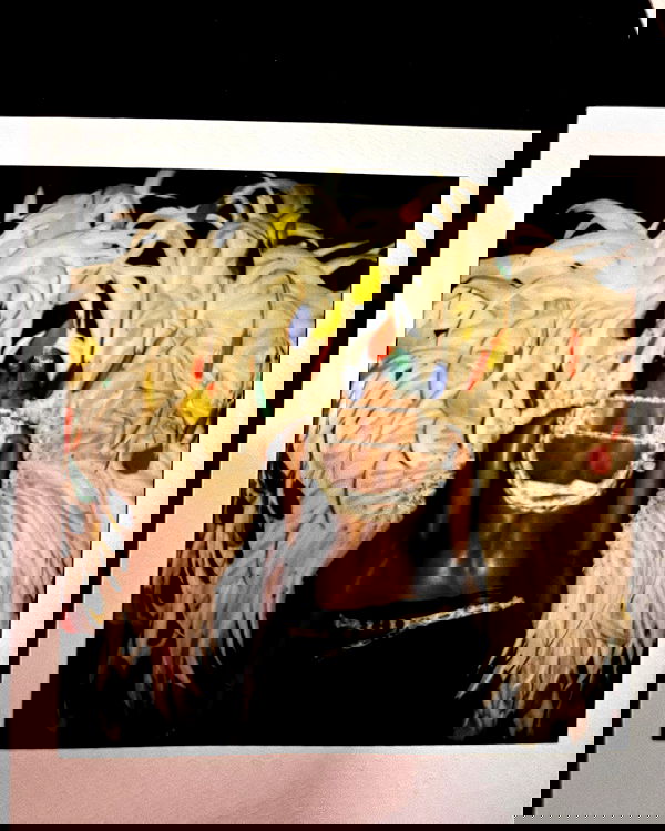 tyla tyla archive image