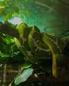 umitsbeee Altpins Profile Picture