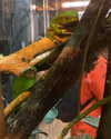 umitsbeee Altpins Profile Picture
