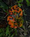 umitsbeee Altpins Profile Picture