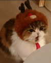 urgfmilki Altpins Profile Picture