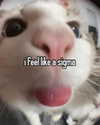 urgfmilki Altpins Profile Picture