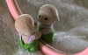 urgfmilki Altpins Profile Picture