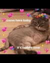 urgfmilki Altpins Profile Picture