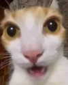urgfmilki Altpins Profile Picture