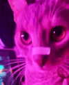 urgfmilki Altpins Profile Picture