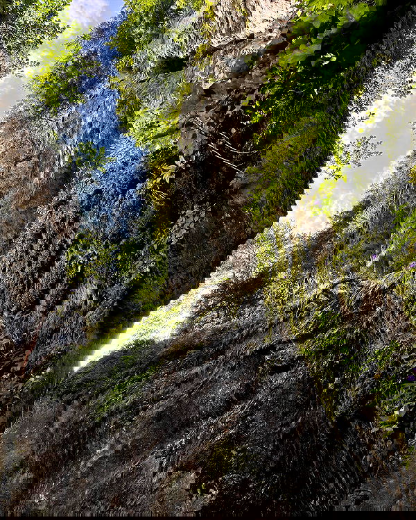 v.e.r.o._.n.i.c.a image ~ Altpins