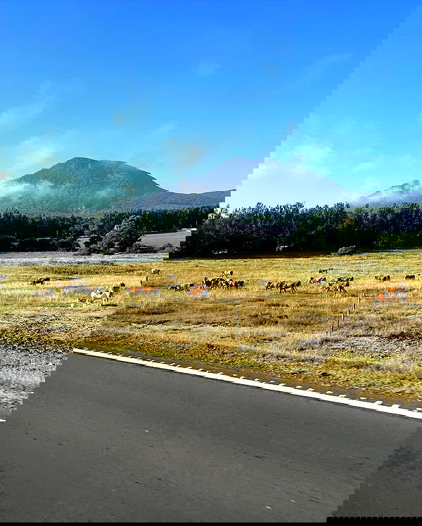 v.e.r.o._.n.i.c.a image ~ Altpins