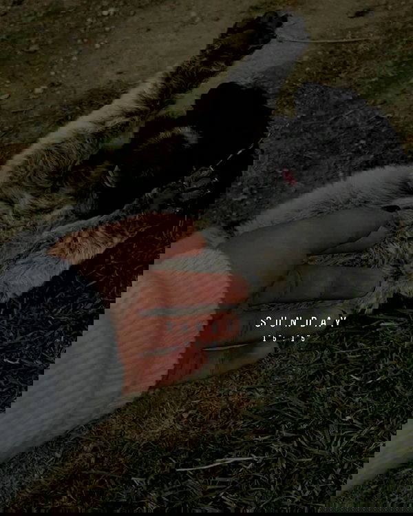 v.e.r.o._.n.i.c.a image ~ Altpins