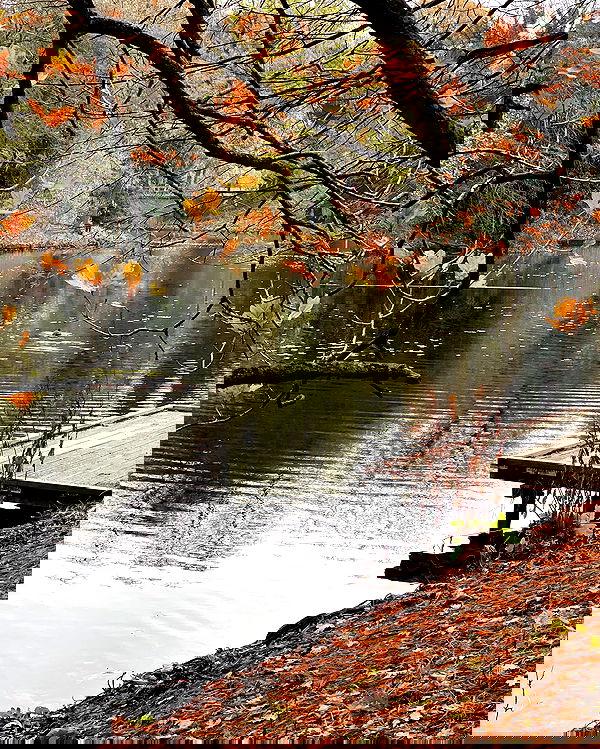 v.e.r.o._.n.i.c.a image ~ Altpins