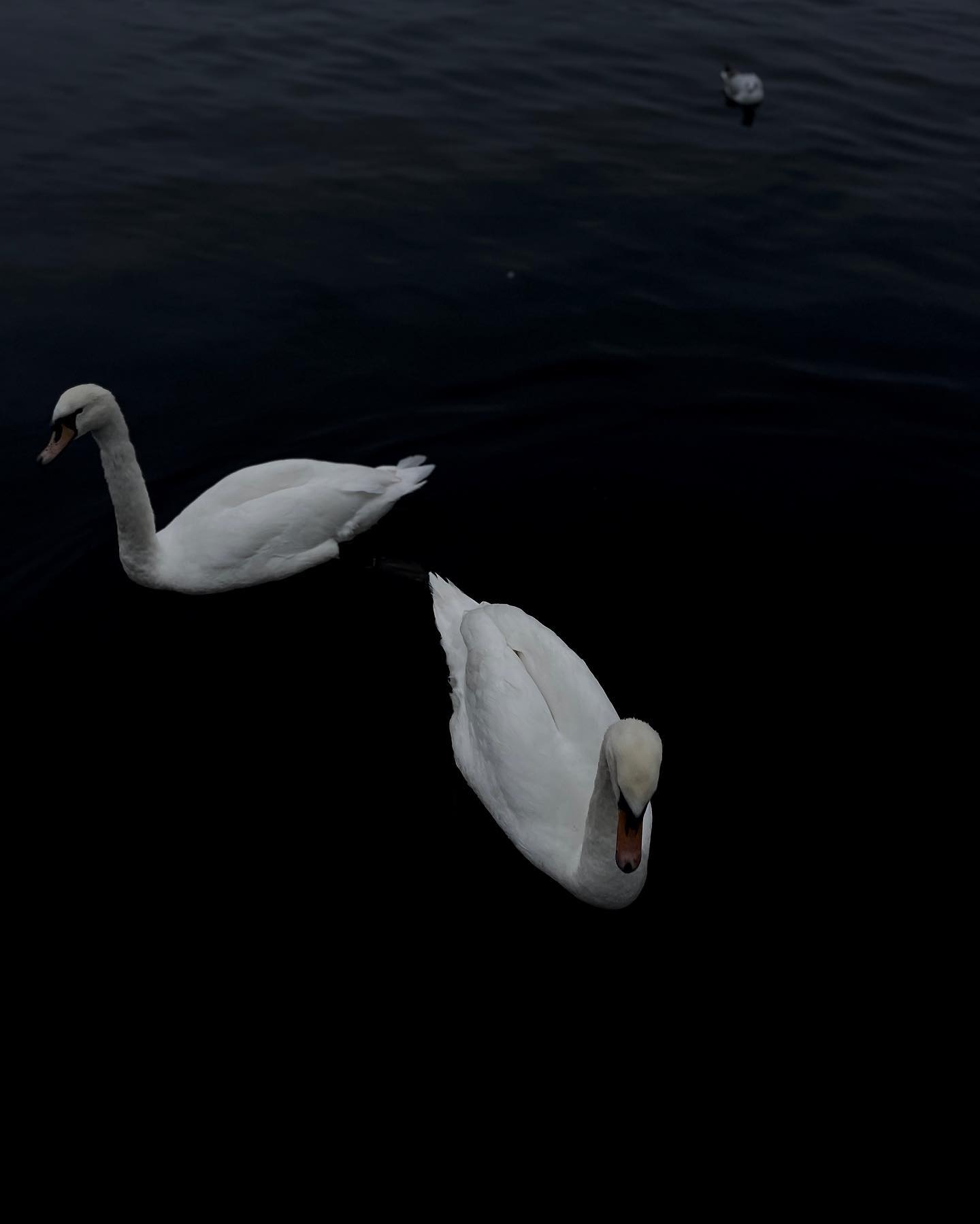 v.e.r.o._.n.i.c.a instagram image archive image