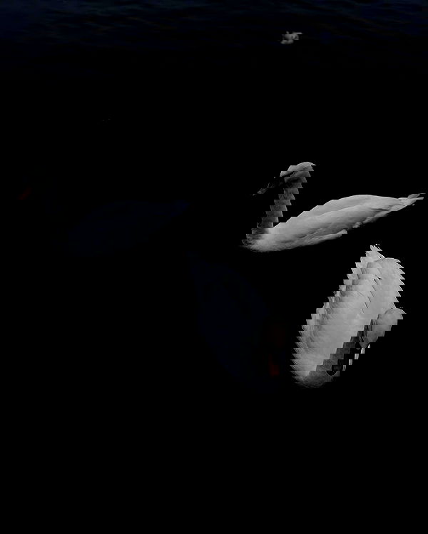 v.e.r.o._.n.i.c.a image ~ Altpins