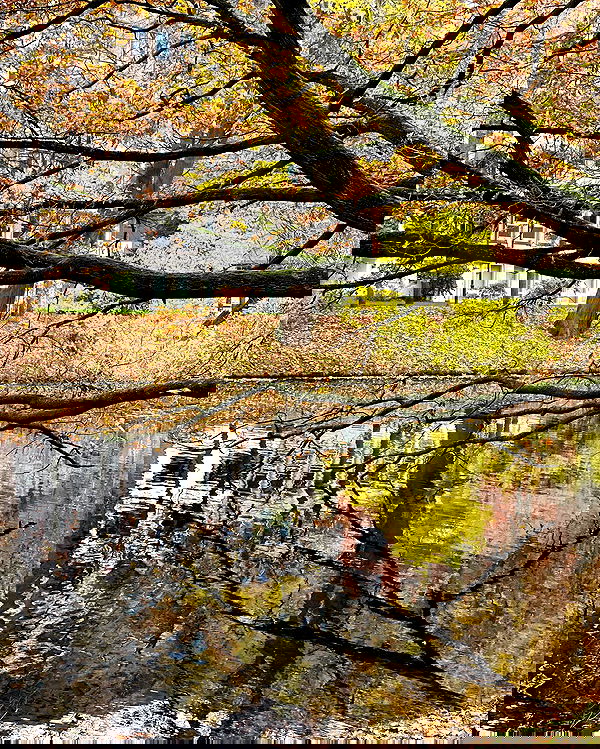 v.e.r.o._.n.i.c.a image ~ Altpins