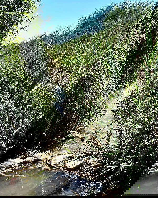 v.e.r.o._.n.i.c.a image ~ Altpins