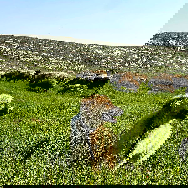 v.e.r.o._.n.i.c.a image ~ Altpins