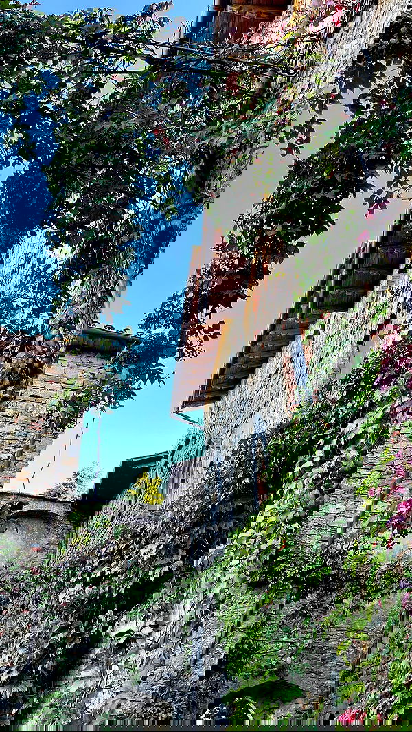 v.e.r.o._.n.i.c.a image ~ Altpins