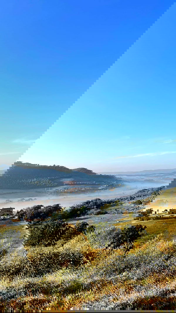 v.e.r.o._.n.i.c.a image ~ Altpins