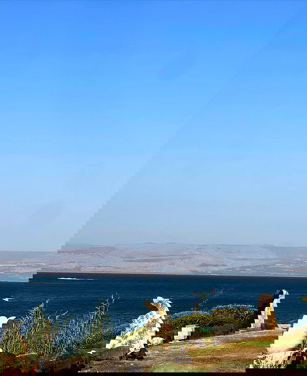 v.e.r.o._.n.i.c.a image ~ Altpins