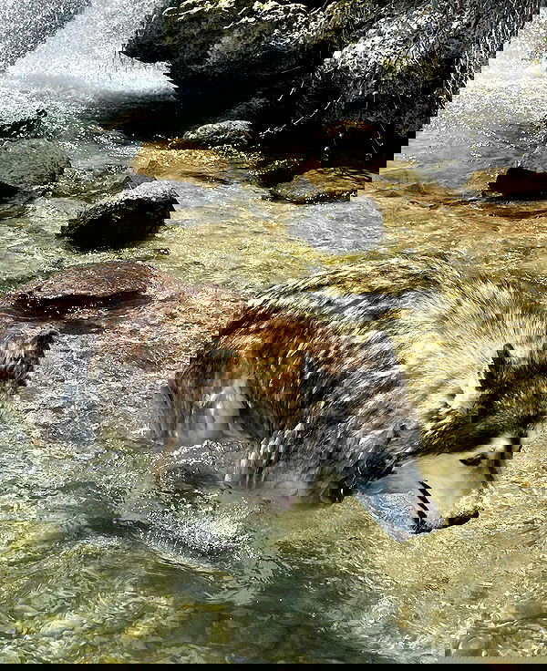 v.e.r.o._.n.i.c.a image ~ Altpins