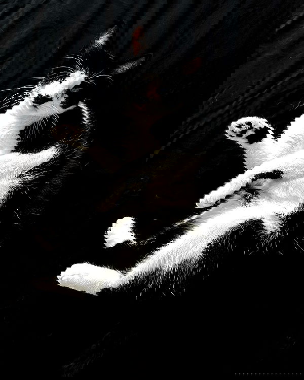 v.okay image ~ Altpins