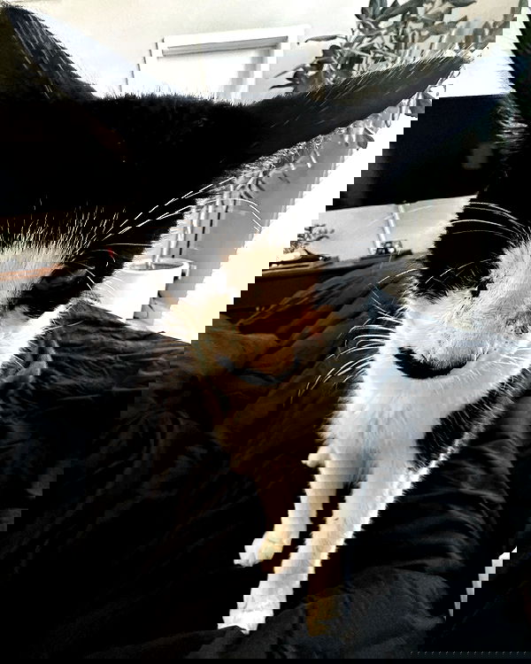 v.okay image ~ Altpins